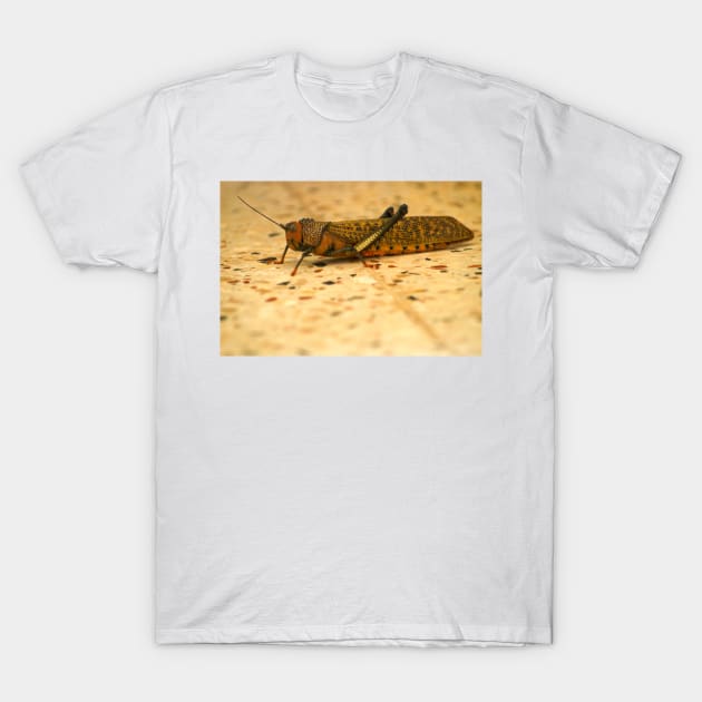 kll hopper T-Shirt by pcfyi